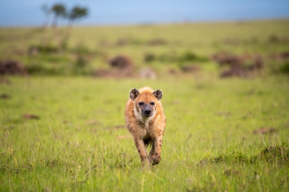 Exploring Kenya’s Masai Mara and Watamu: Part 2