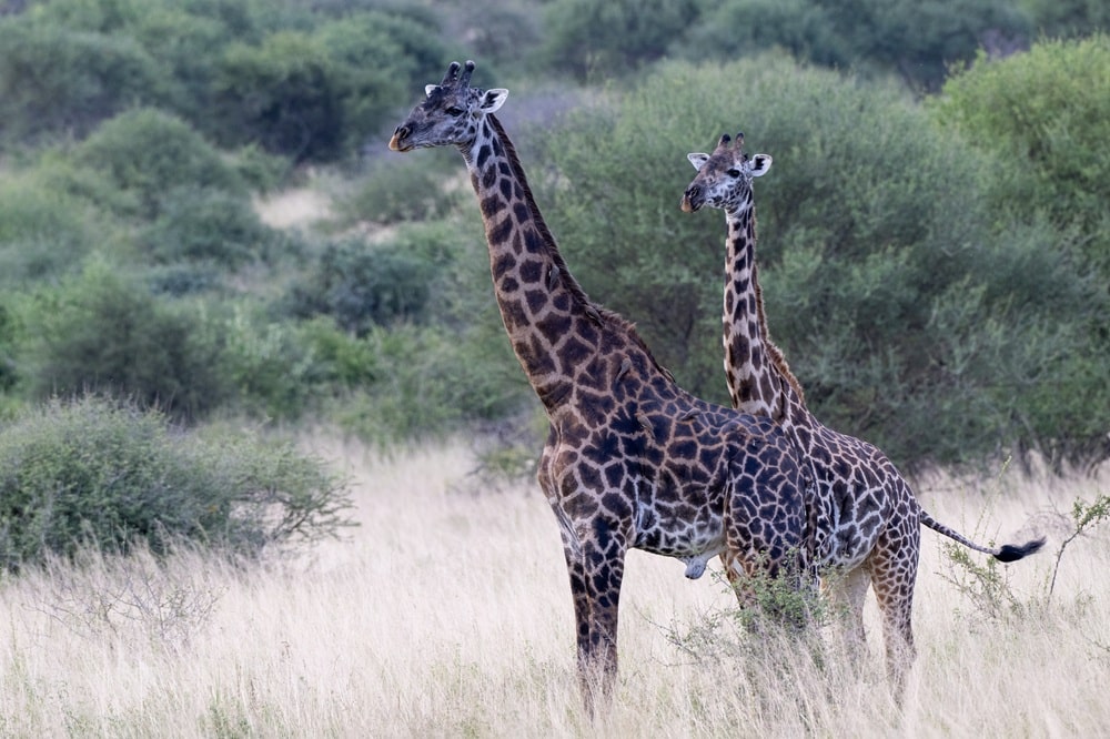 FES Jul 26 Tsavo giraffe 1