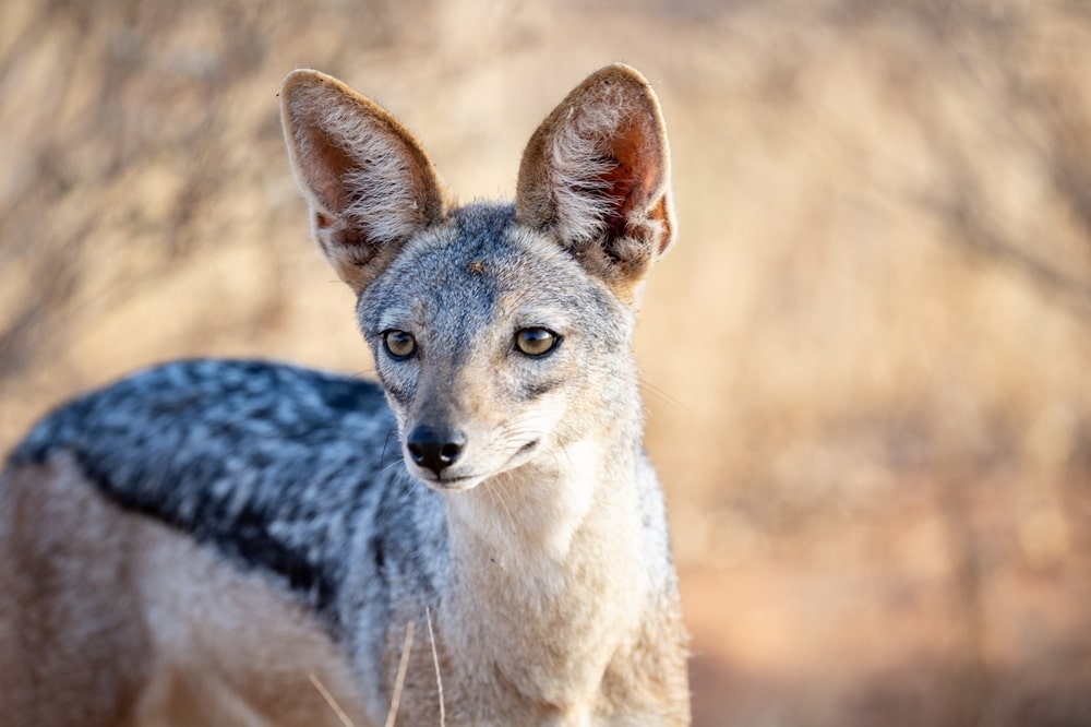 FES Jul 26 Tsavo jackal