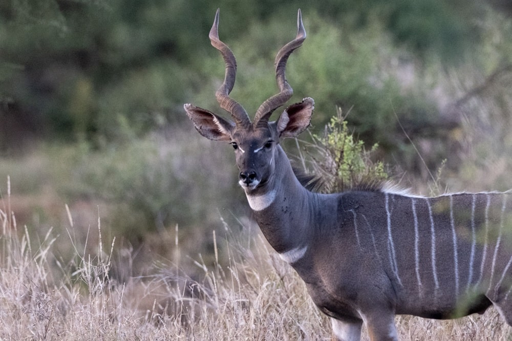 FES Jul 26 Tsavo kudu
