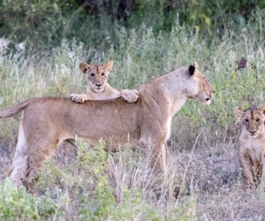 African Safari Update