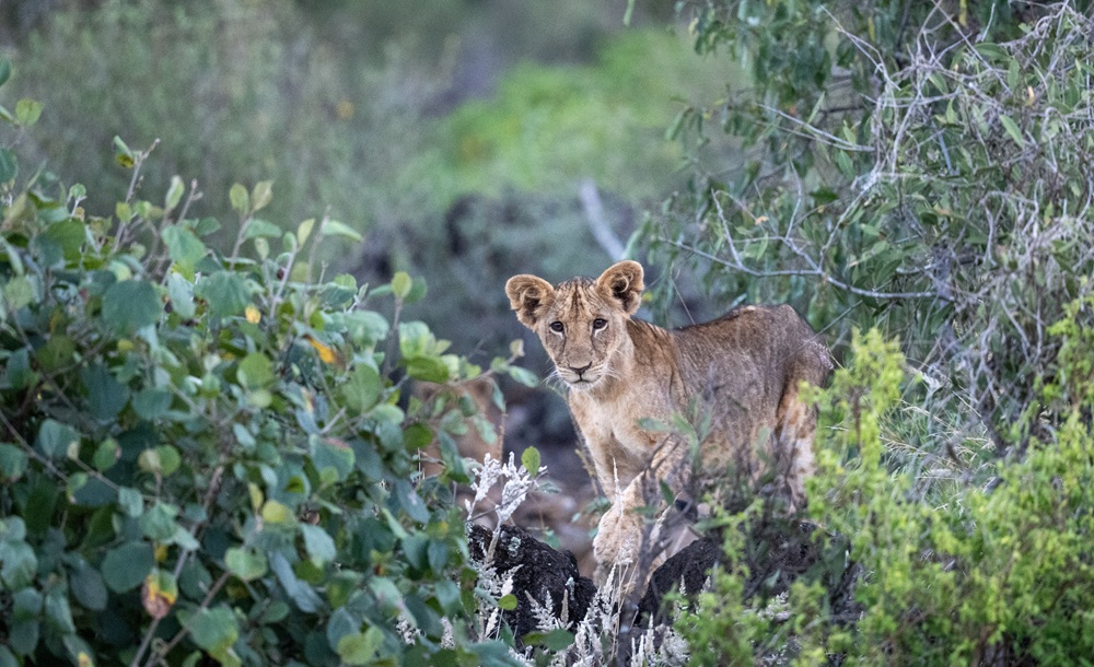 FES Jul 26 Tsavo lions 11
