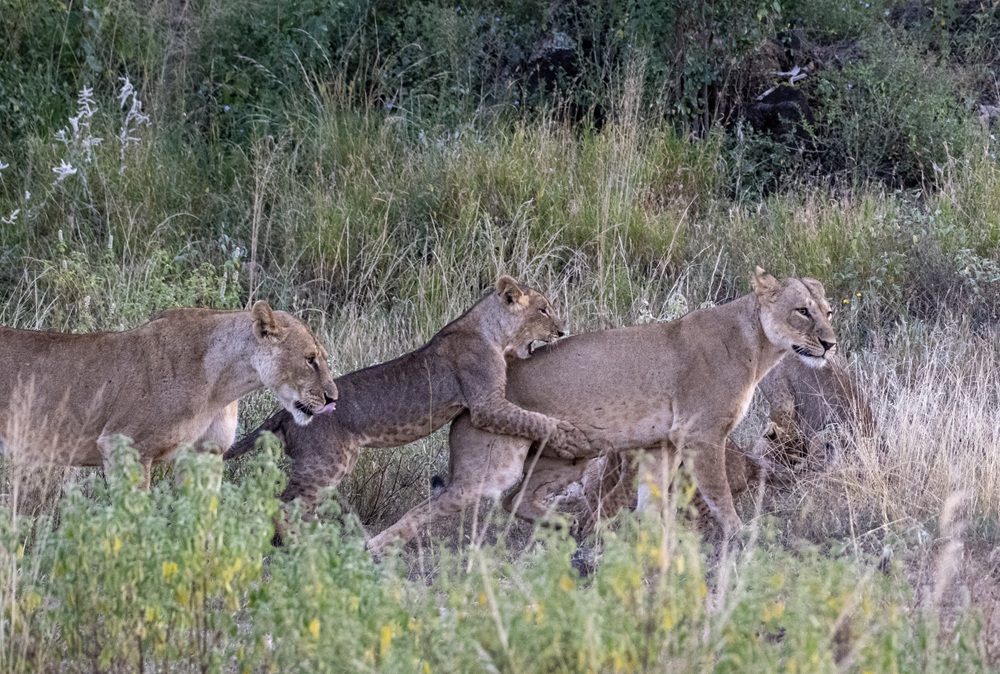 FES Jul 26 Tsavo lions 4
