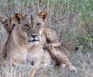 A Return to Tsavo