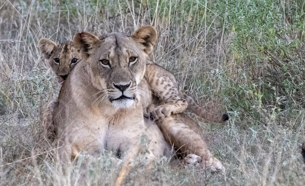 A Return to Tsavo