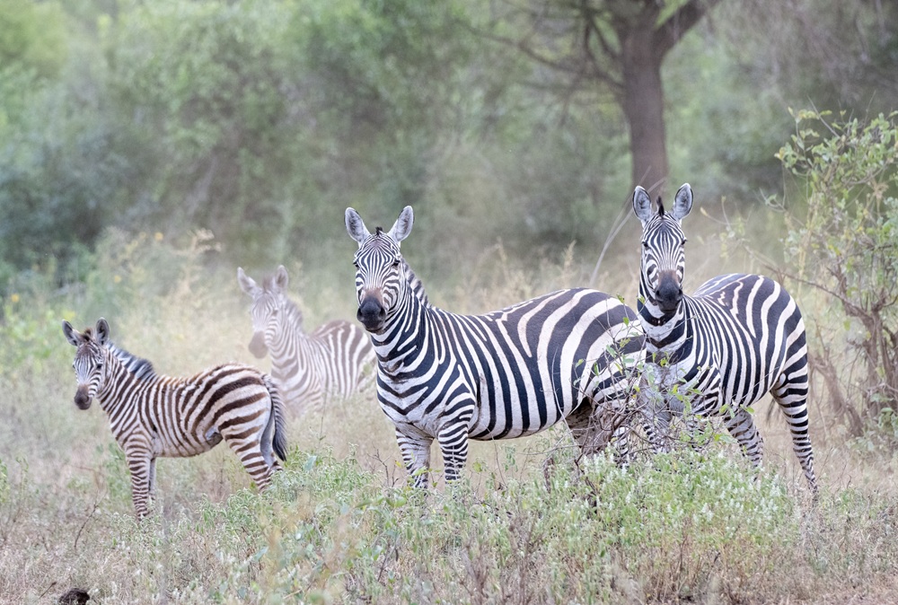 FES Jul 26 Tsavo zebra
