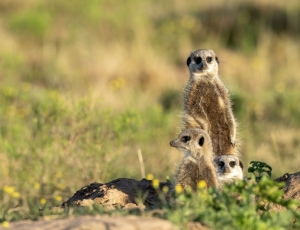 Revisiting South Africa’s Eastern Cape Reserves: Part 1 – Lalibela
