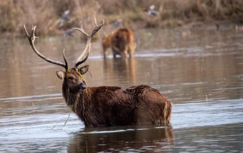 Barasingha