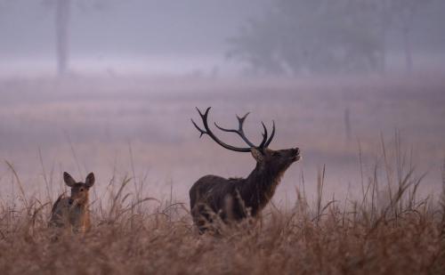 Photography conditions in India were enhanced by the presence of fog in the early mornings, which added drama to several of our shots, notably those of the barasingha (swamp deer)