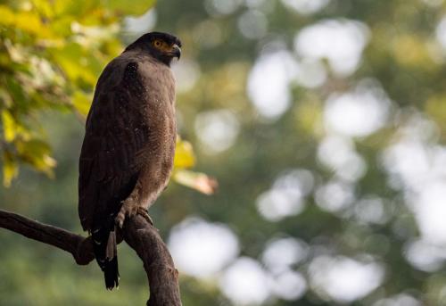 Crested Serpent Eagle