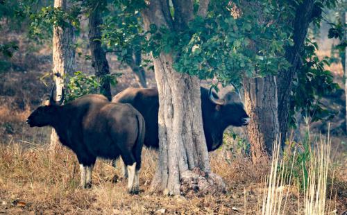 Among the commonly seen mammals in many of the Indian tiger reserves are the huge Gaur (Indian Bison)