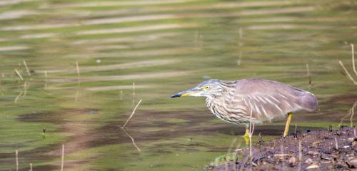 Indian Pond-Heron