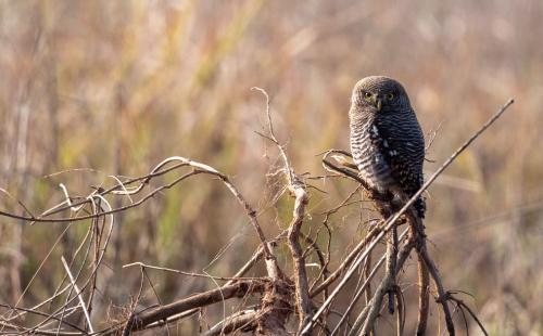 Jungle Owlet