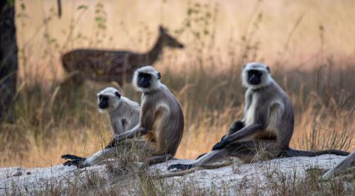 Langur