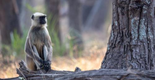 Langur2