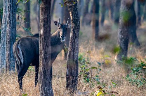 The Nilgai (or Blue Bull) is one of the world’s largest antelopes, widely spread across the northern Indian subcontinent.  