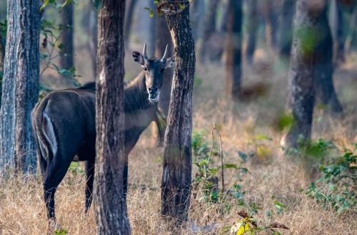 Nilgai