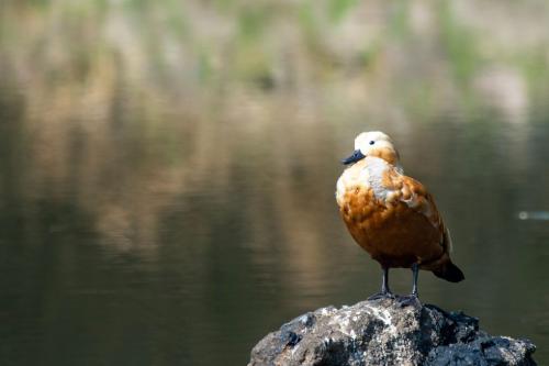 Ruddy Shelduck
