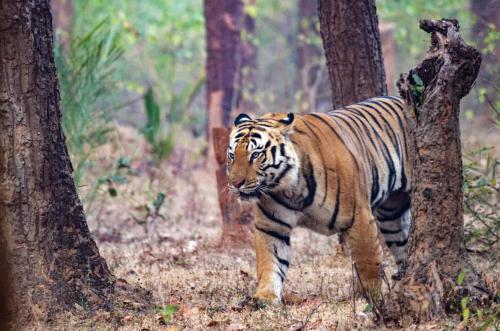With a tiger population of more than 60, Bandhavgarh is one of the best of all of the tiger reserves in India, and it is also one of India’s most beautiful parks with a mix of tropical forests, rocky hills and valleys.  Chance of seeing tigers over the course of three to four days?  High.  