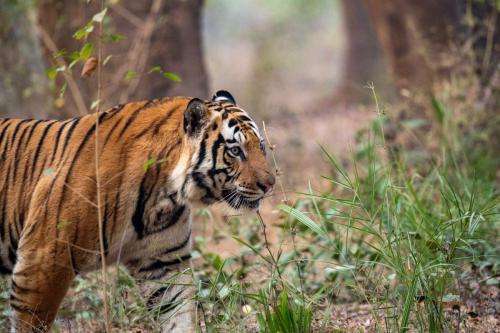 Tiger3