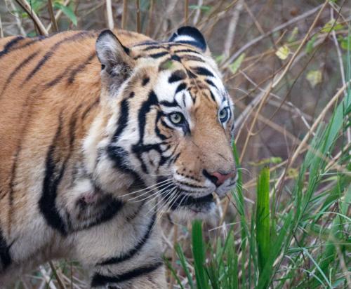 Tiger4
