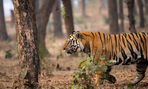 Tiger7