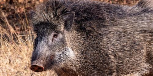 Wild boar